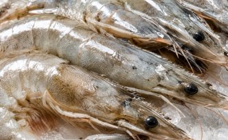 Head On Shrimp